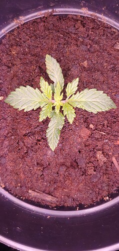 16430392659763332595196077229633