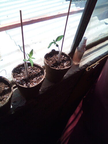 16502251536004012861286374873093