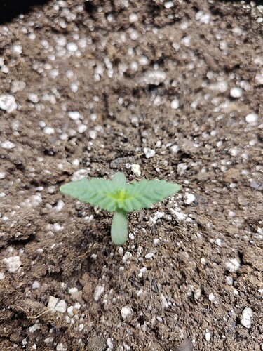 plant size3