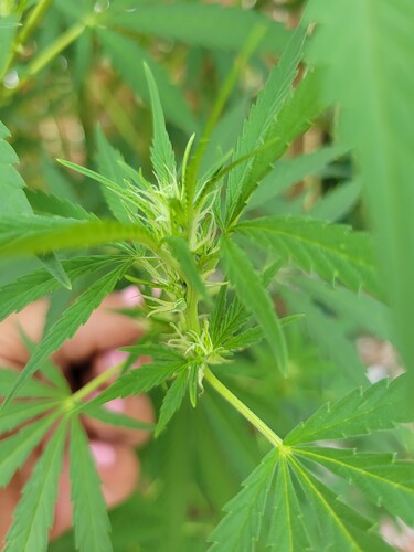 16282925555342716507544245279565