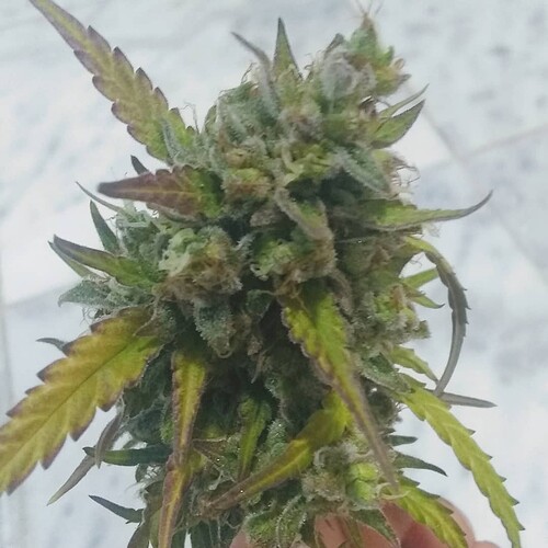 IMG_20210531_213143_338