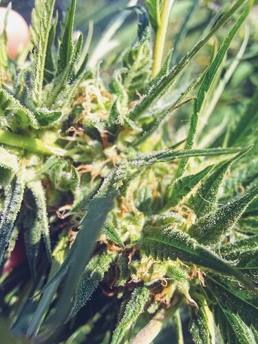 IMG_20211001_092223453~2