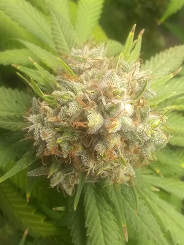 IMG_20210723_192055995