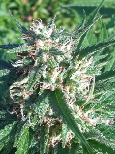 IMG_20211001_092433617~2