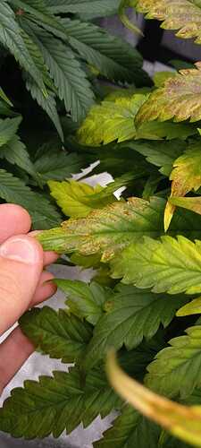 WhatsApp Image 2021-12-03 at 21.38.31