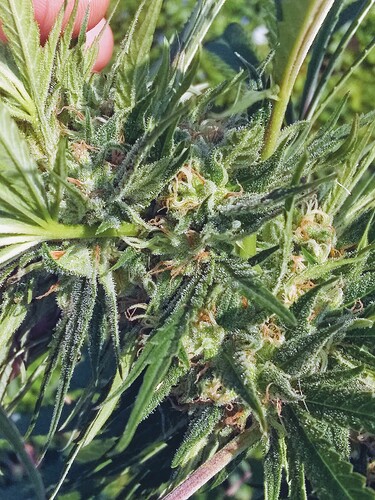 IMG_20211001_092128207~2