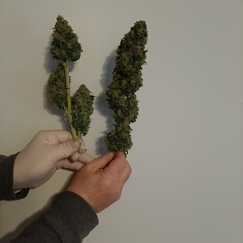 Jack Herer Tops