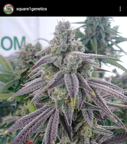 square1genetics