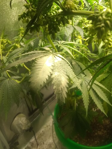 IMG_20210704_215420410