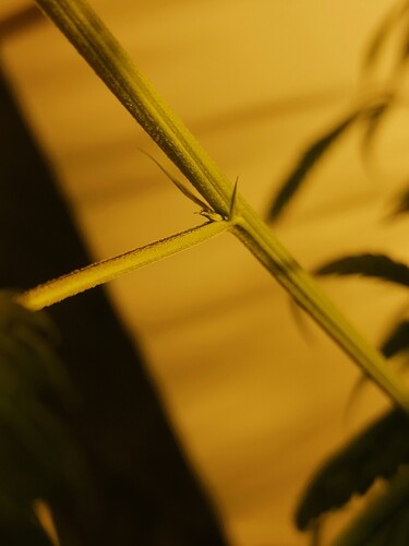 IMG_20201125_054720