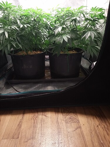 20201227_Tent 1