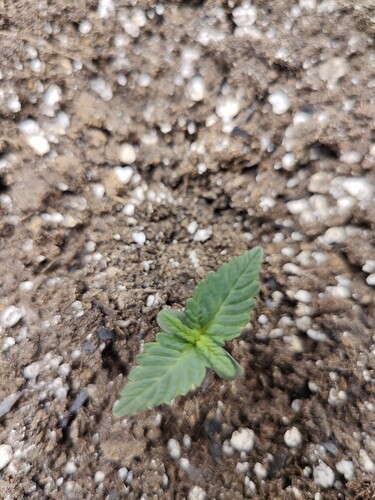 plant size2