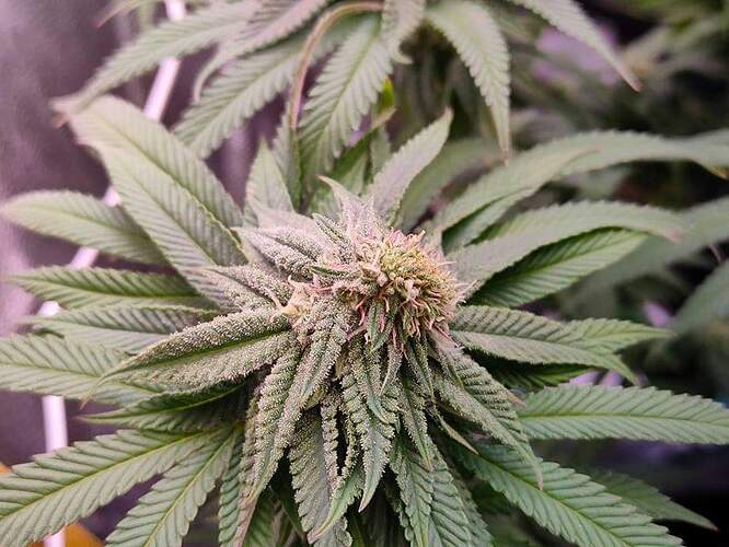 received_280729027139779