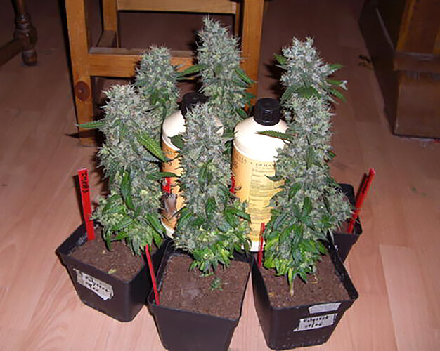 12-12-from-seed-plants-by-fuel