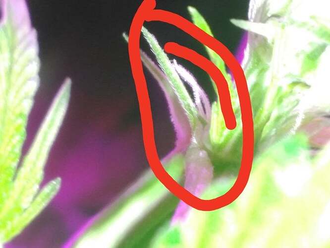 245660304_423922645822743_5456614899444779890_n