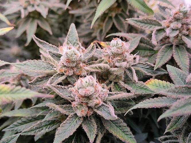 received_367350154745860