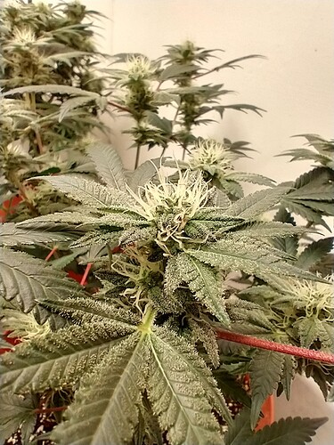 IMG_20210403_071319416_HDR
