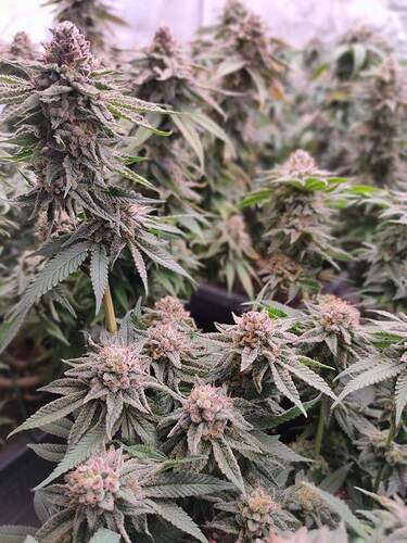 received_224024236352160