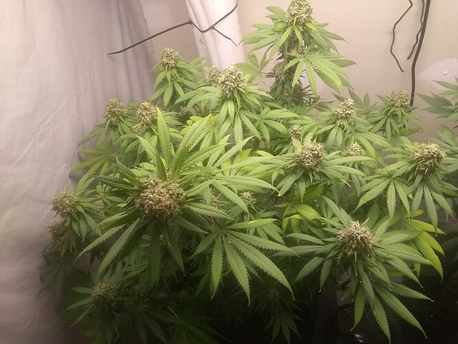 IMG_20210723_192040726