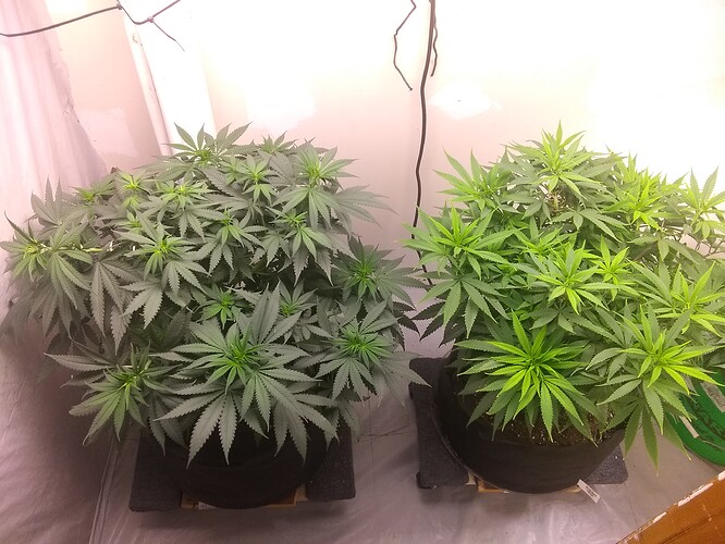 IMG_20210602_002155534