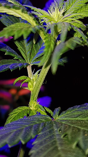 16053857802608238353626804272463