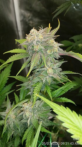 GDP 4