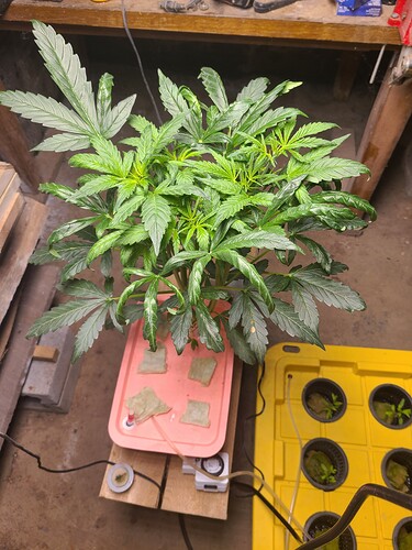 16403713362991875886468838219292