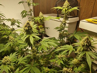 IMG_20210227_082722528_HDR