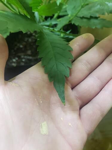 16149756610086961830092831965882