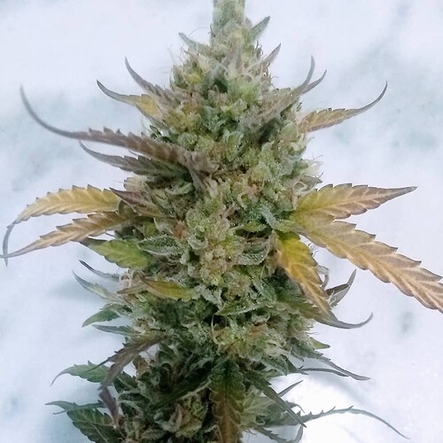 IMG_20210531_213143_295