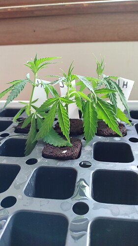 Clone1