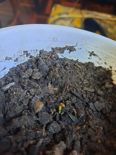 16202357332115402799570973715118