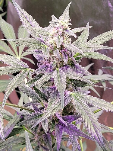 16180971163397848827728260797107