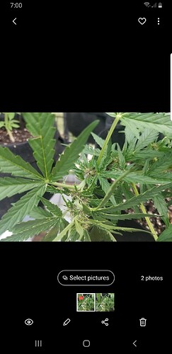 Screenshot_20210714-190732_Gallery