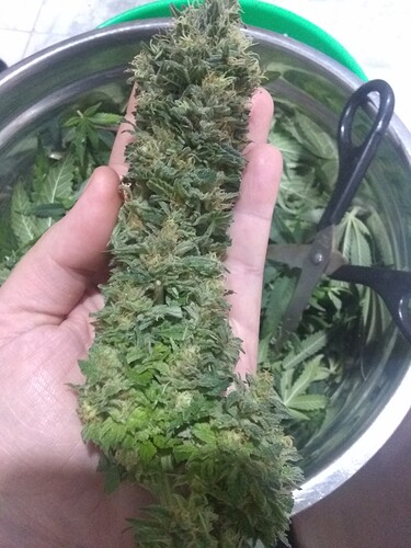 IMG_20210615_010019807_BURST000_COVER_TOP