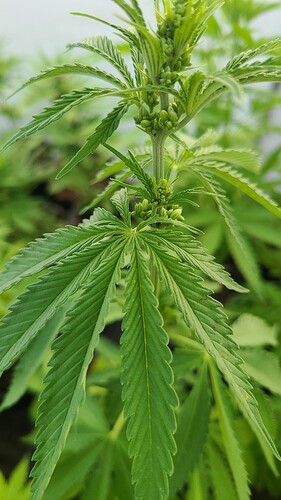 IMG-e04a70b16cac98933ade48ad3bbf238c-V