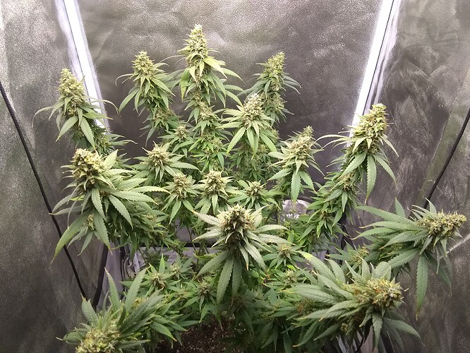 IMG_20210722_184121665