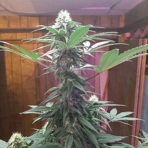 GG1