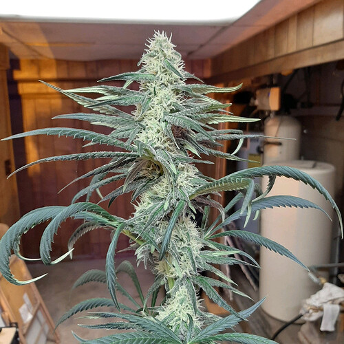 JH2
