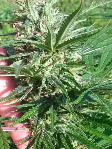 IMG_20211001_092504663~2