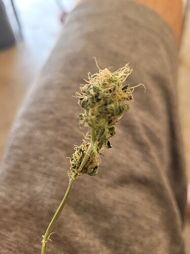 16286304395372713740756503213529