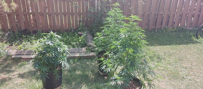 16296480770907940988469847866207