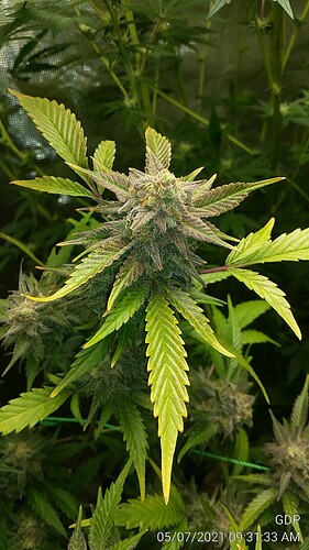 GDP 5