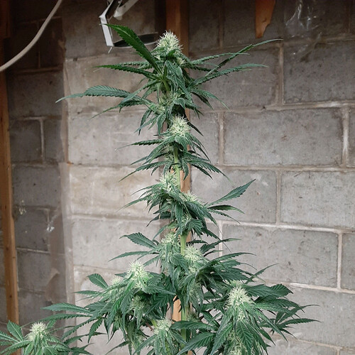 DP1