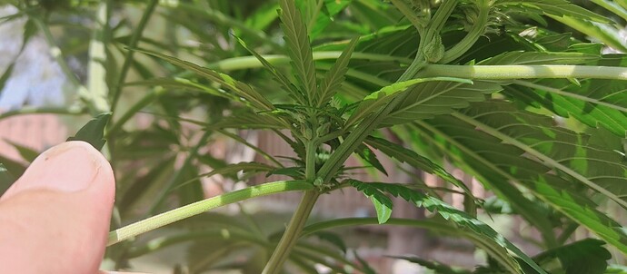 16296475951425217224361228248013