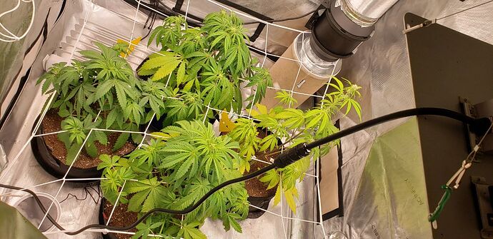 pic whole tent zoomed out