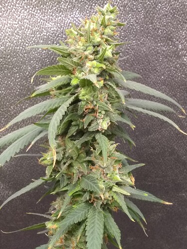 IMG_20210723_161046043