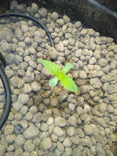 IMG_20210419_110125396