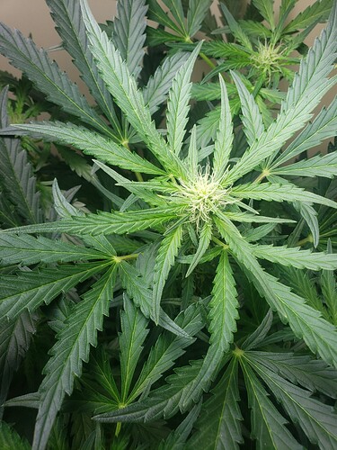 16149757656603092258644532942774