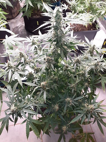 16272779289059053203395783339884